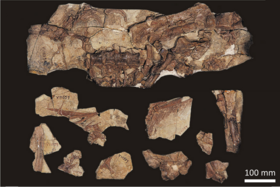 Beipiaosaurus holotype fossil.png
