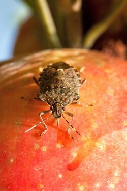 Brown marmorated stink bug feeding on apple.jpg