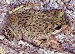 Bufo.punctatus.web.jpg