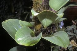 Bulbophyllum beccarii 1.jpg