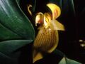 Bulbophyllum dearei Orchi 11.jpg