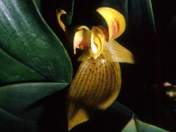 Bulbophyllum dearei Orchi 11.jpg