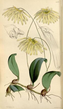 Bulbophyllum othonis (as Cirrhopetalum nutans) - Curtis' 75 (Ser. 3 no. 5) pl. 4418 (1849).jpg