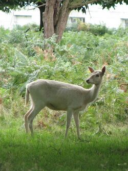 A white deer with foliage in background