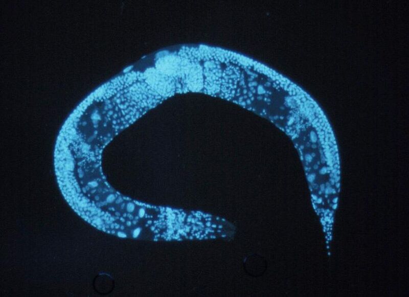 File:Caenorhabditis elegans.jpg