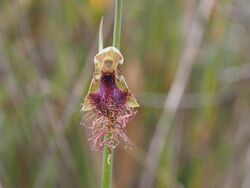 Calochilus russeus.jpg