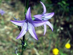 Campanula rapunculus Closeup SierraMadrona.jpg