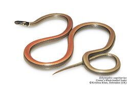 Cantor's black-headed snake Sibynophis sagittarius by Ashahar alias Krishna Khan.jpg