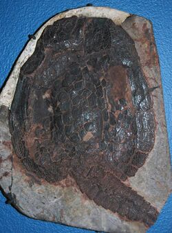 Cardipeltis bryanti fossil fish, Bighorn Mountains WY.jpg