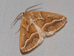 Caripeta angustiorata 002.jpg