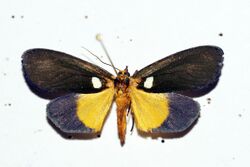 Carpostalagma viridis - Nord Kivu - Congo - Africa (8235270626).jpg