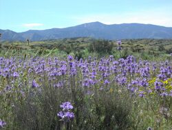 Carrizo Caliente Peak.JPG