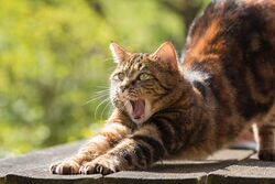 Cat yawning Pixabay.jpg