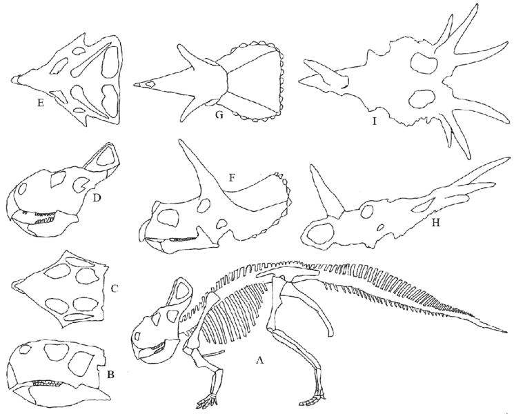 File:Ceratops.gif