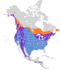 Certhia americana map.svg