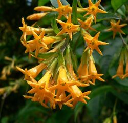 Cestrum aurantiacum 3.jpg