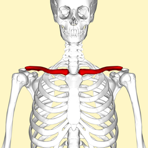 Clavicle - anterior view.png
