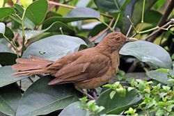 Clay-coloured thrush (Turdus grayi casius) 2.jpg