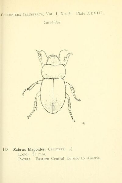 File:Coleoptera illustrata BHL9884553.jpg