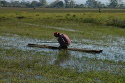 Collecting aquatic plants in a lake in Myanmar.jpg