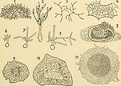 Comparative morphology of Fungi (1928) (20049997393).jpg