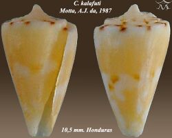 Conus kalafuti 2.jpg