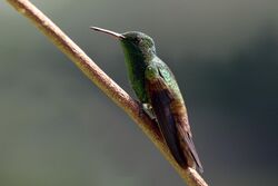 Copper-rumped hummingbird (Amazilia tobaci tobaci) To.jpg