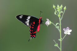 Crimson Rose (Pachliopta hector) underside.jpg