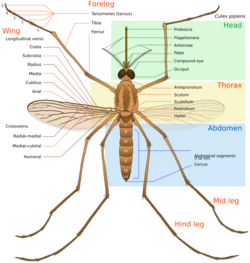 Diagram of adult mosquito body with parts labeled