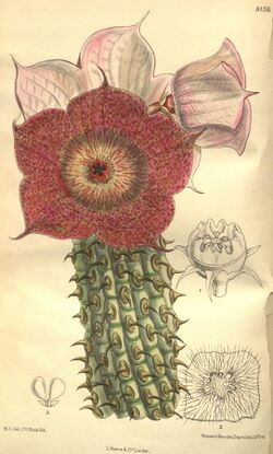 Curtis's botanical magazine (Tab. 8136) (9600890442).jpg