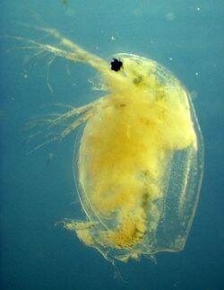 Daphnia magna infected with the bacterium Pasteuria ramosa.jpg