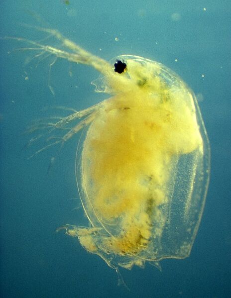 File:Daphnia magna infected with the bacterium Pasteuria ramosa.jpg