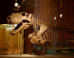 Dimetrodon skeleton.jpg
