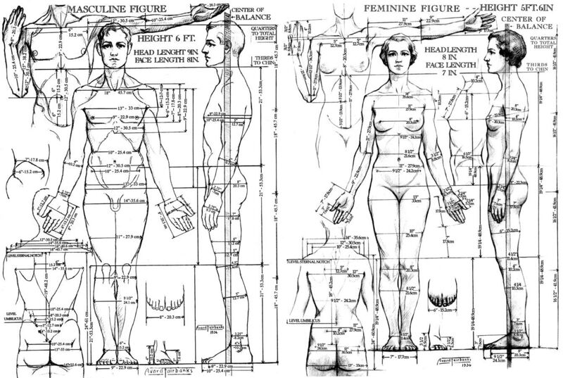 File:Drawing of proportions of the male and female figure, 1936.jpg