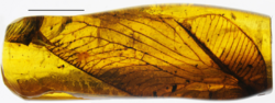 Elektrithone expectata holotype Baltic amber Fig1.png