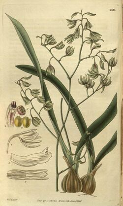 Encyclia viridiflora - Curtis' 55 (N.S. 2) pl. 2831 (1828).jpg