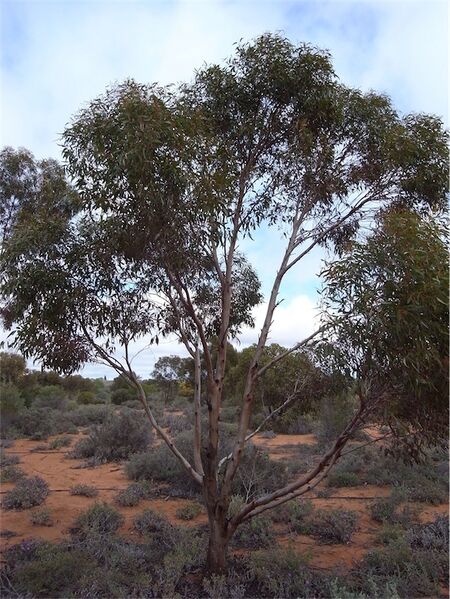 File:Eucalyptus dundasii.jpg