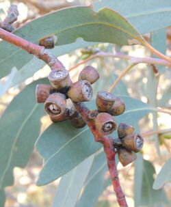 Eucalyptus nortonii fruit.jpg