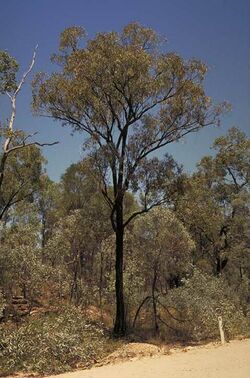 Eucalyptus tholiformis.jpg