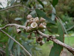 Eucalyptus walshii 9375.jpg