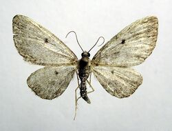 Eupithecia groenblomi.jpg