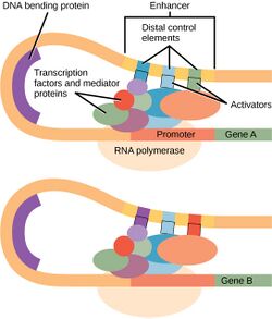 Cluster of ovals representing the transcription preinitiation complex is sandwiched inside a curved strand of DNA, between the promoter region on one end and the enhancer region on the other.