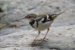 Forest Wagtail (cropped).jpg