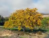 Gleditsia triacanthos Maryhill Museum 01.jpg