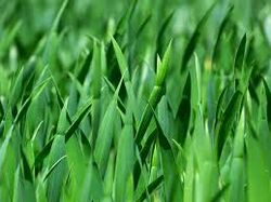 Grass Blades.jpg