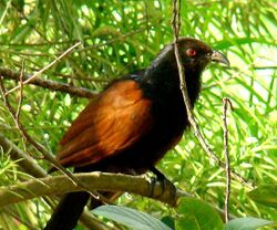 Green-billed coucal.jpg