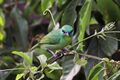 Green shrike-vireo (Vireolanius pulchellus).jpg