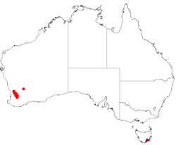 Hakea loranthifoliaDistMap77.png