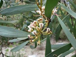 Hakea pandanicarpa.JPG