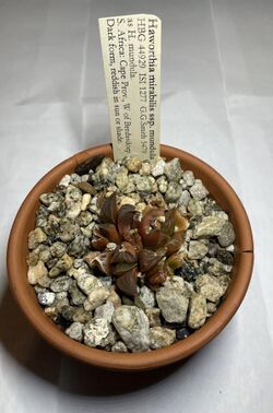 Haworthia mirabilis var mundula plant.jpg
